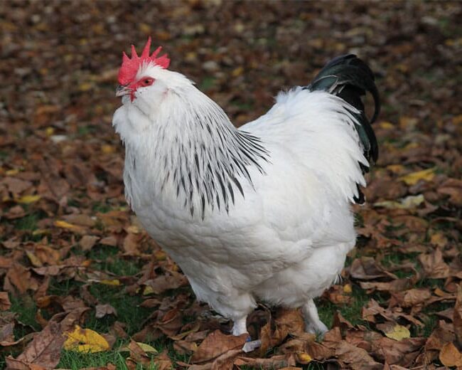 Deutsches-Lachshuhn_Hahn_weiß-schwarzcolumbia