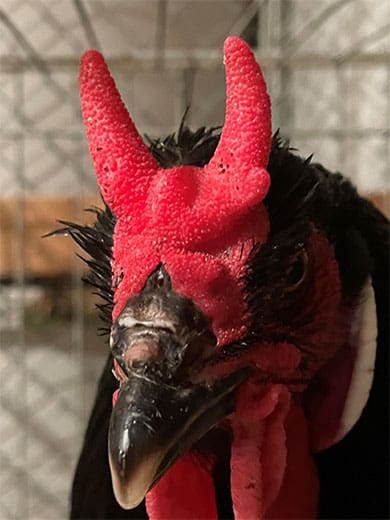 KTZV-Lachen-Speyerdorf_Hahn-1