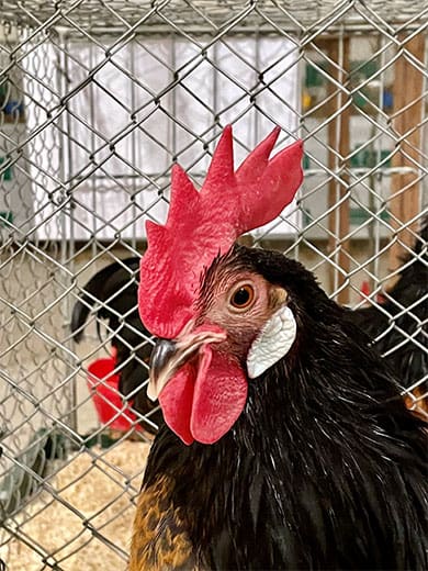 KTZV-Lachen-Speyerdorf_Hahn-2