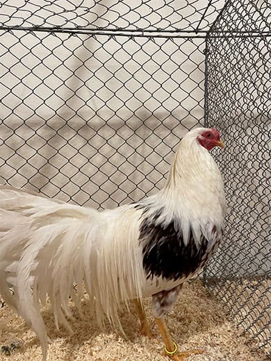 KTZV-Lachen-Speyerdorf_Hahn-3