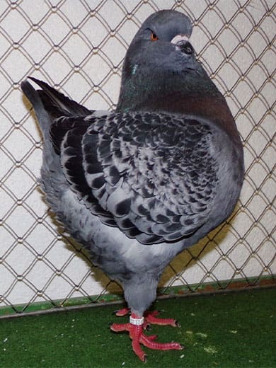 Kingtaube,-blaugehämmert