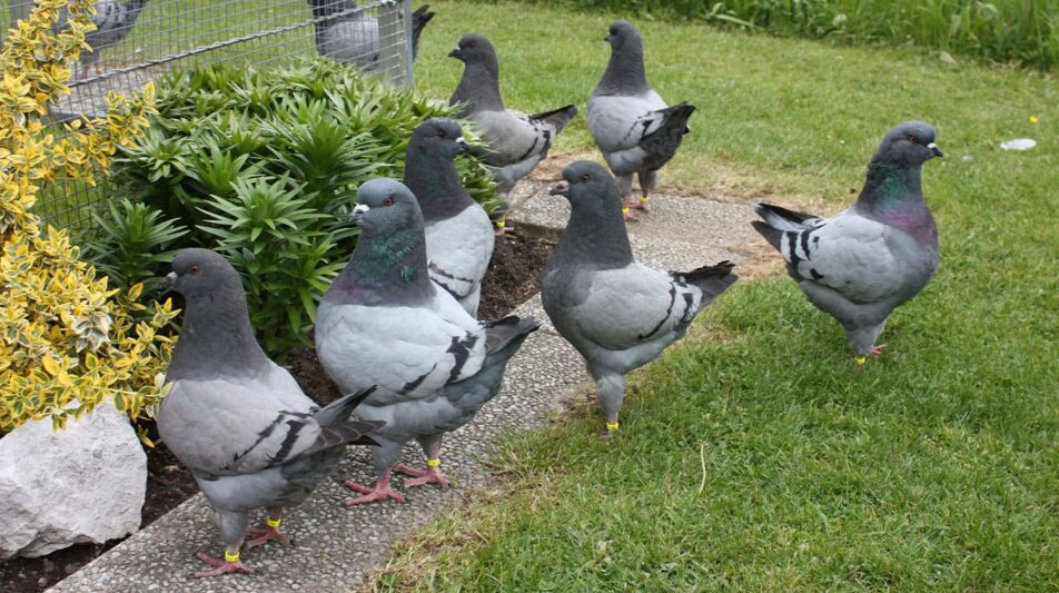 Kingtauben – beliebte Huhntaube aus Amerika