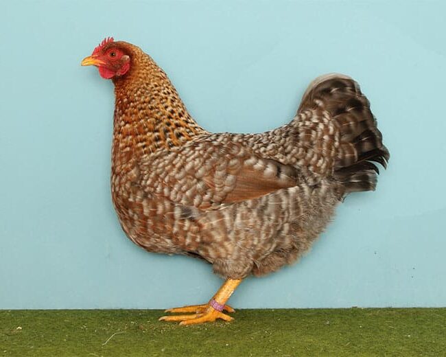 Bielefelder-Zwerg-Kennhühner_Henne_kennsperber