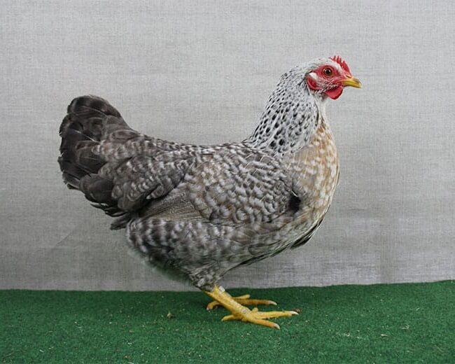 Bielefelder-Zwerg-Kennhühner_Henne_silber-kennsperber