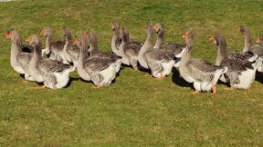 Toulouser Gänse – imposante und ruhige Gänse