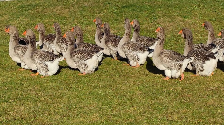 Toulouser Gänse – imposante und ruhige Gänse