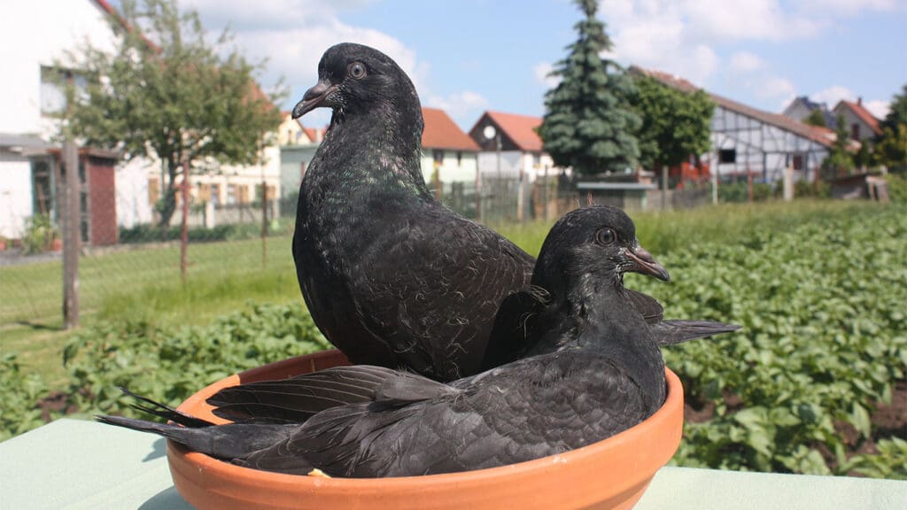 Altenburger-Trommeltauben_Jungtiere