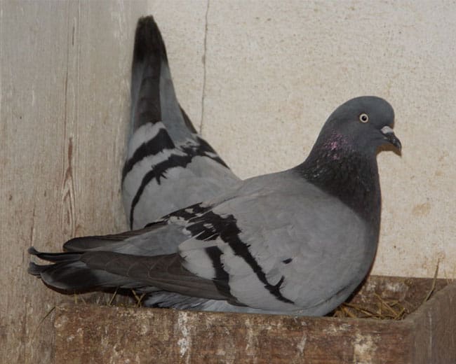 Altenburger-Trommeltauben_Paar