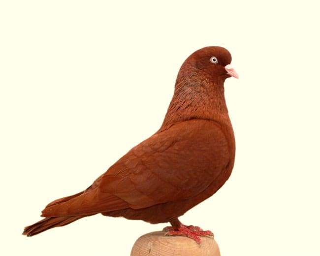 Altenburger-Trommeltauben_Rot