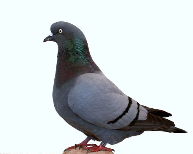 Altenburger-Trommeltauben_blau-mit-schwarzen-Binden