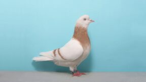 Altenburger Trommeltaube –  Taube mit einzigartiger Stimme