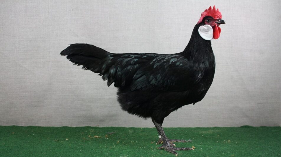 Minorka – Rückbesinnung auf alte Attribute