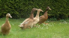 Orpingtonente – legefreudig und gefährdet