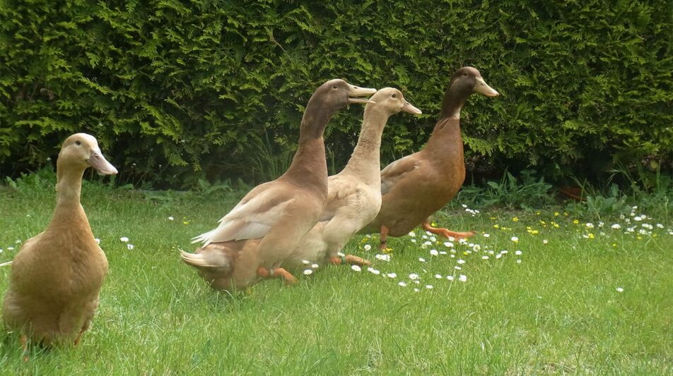 Orpingtonente – legefreudig und gefährdet