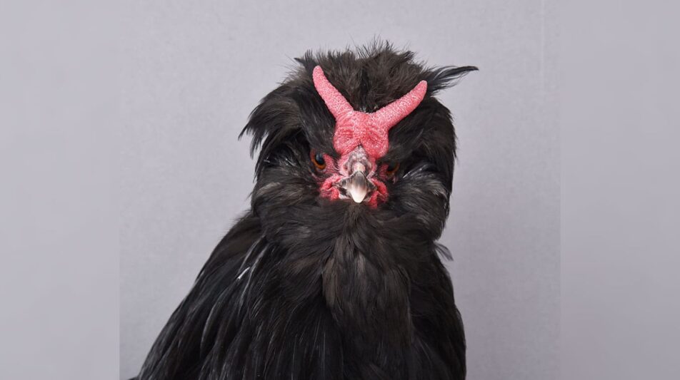 Zwerg-Crèvecoeur – besonders und besonders selten