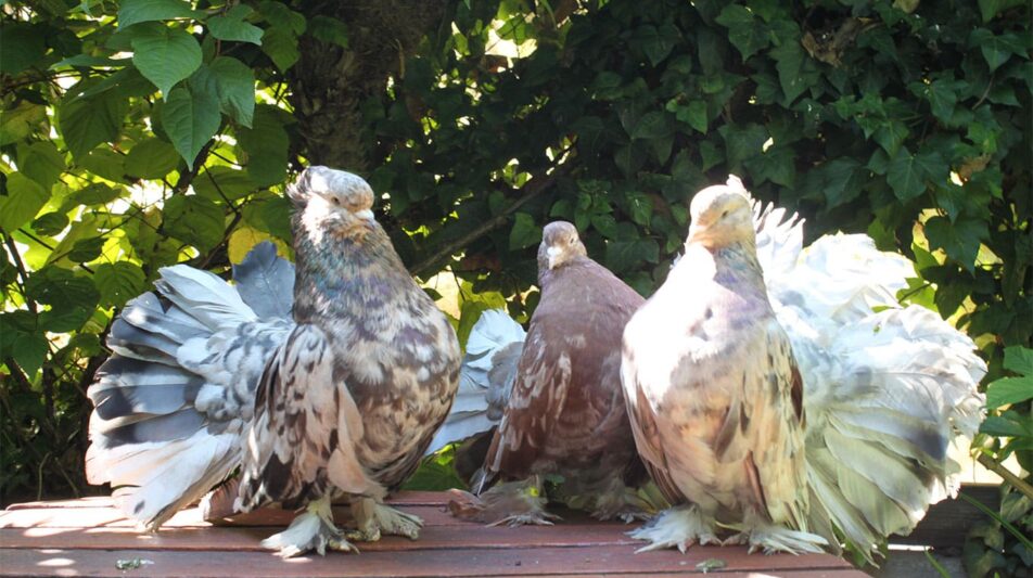 Indische Pfautauben – Reise durch Indien, Amerika & Deutschland