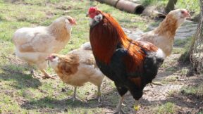 Araucana – auf den Spuren der Mapuche