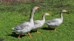 Steinbacher Kampfgans – alte Thüringer Heimatrasse