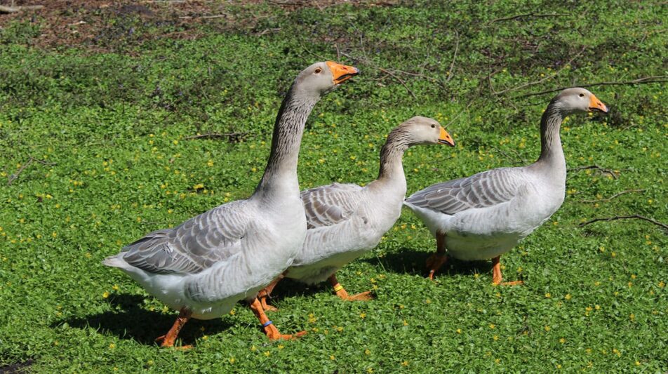 Steinbacher Kampfgans – alte Thüringer Heimatrasse