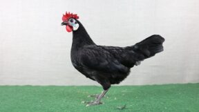 Zwerg Spanier – seit jeher selten