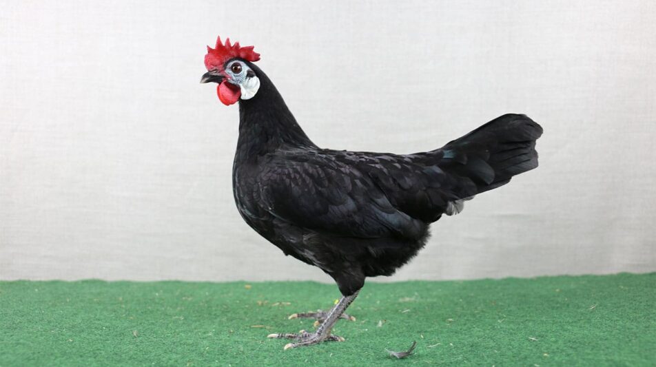 Zwerg Spanier – seit jeher selten