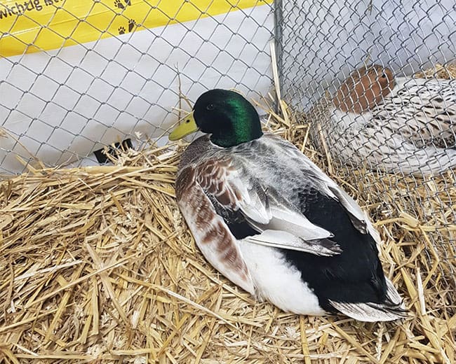 KTZV-H193-Okarben_Streicherente