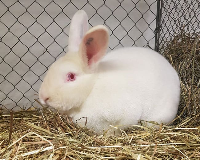 KTZV-H193-Okarben_Satin Elfenbein Rotauge