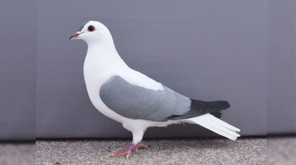 Thüringer Flügeltaube – die älteste Rasse unter den Thüringer Farbentauben