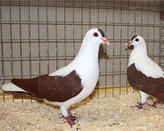 Thüringer-Flügeltauben_rot