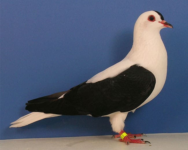 Thüringer-Flügeltauben_schwarz