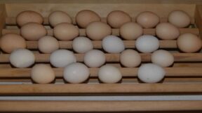 Das Brutei – die richtige Auswahl entscheidet über den Bruterfolg