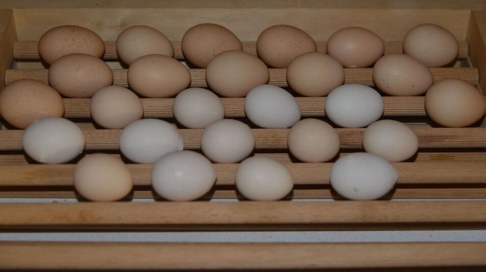 Das Brutei – die richtige Auswahl entscheidet über den Bruterfolg