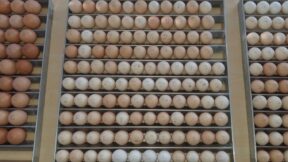 Verpacken und Versenden von Bruteiern