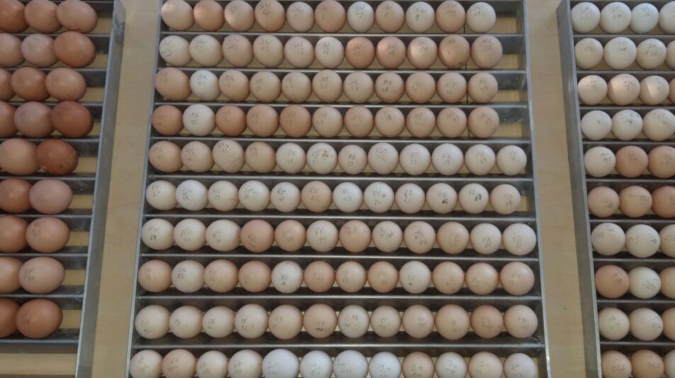 Verpacken und Versenden von Bruteiern