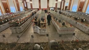 Erfolgreiche Kleintierschau des KTZV Wanzleben-Börde