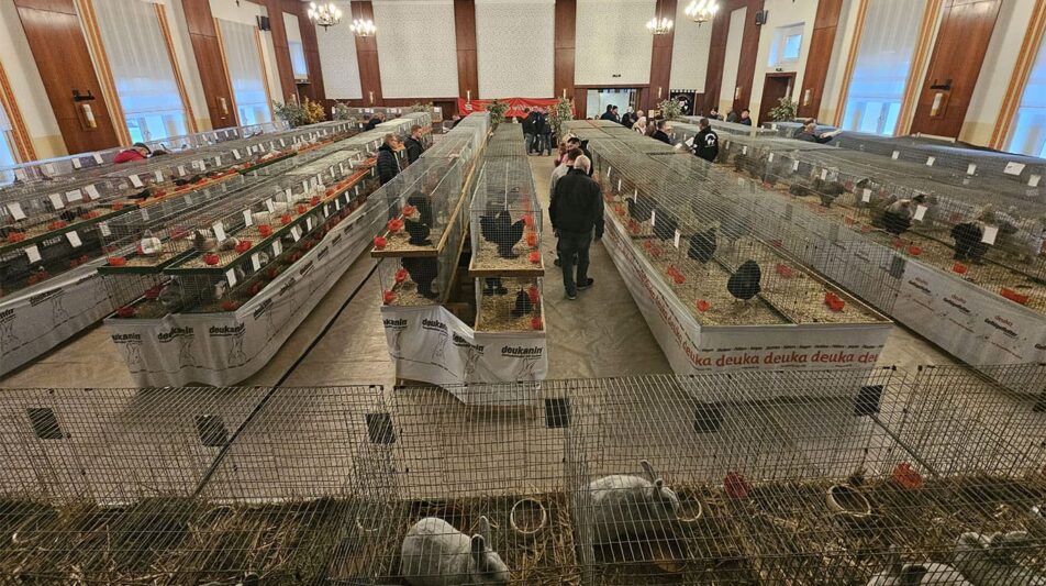 Erfolgreiche Kleintierschau des KTZV Wanzleben-Börde