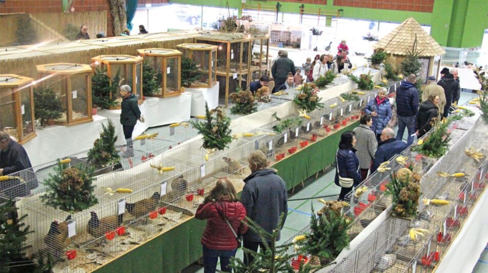 Besucheransturm auf die Rassegeflügelschau GZV Oettingen