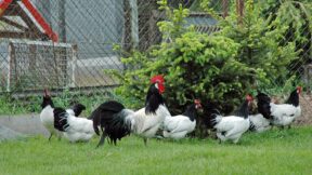 Lakenfelder – kontrastreiche, westfälische Rasse