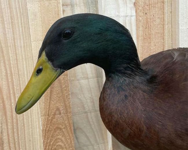 Campbellenten_Erpel_Kopfprofil