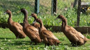 Deutsche Campbellenten – erfolgreiche Züchtung aus England