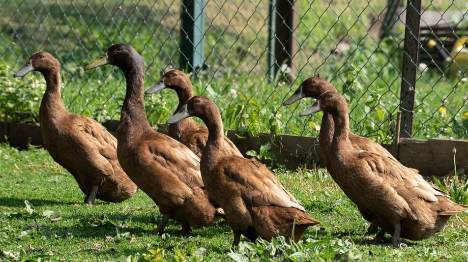 Deutsche Campbellenten – erfolgreiche Züchtung aus England