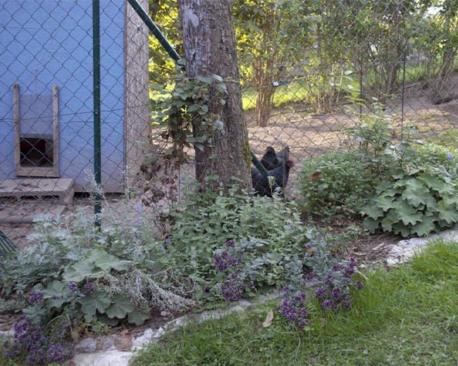 Hühnerauslauf_Beerensträucher