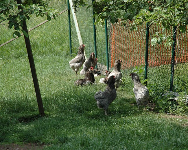 Hühnerauslauf_Obstbäume