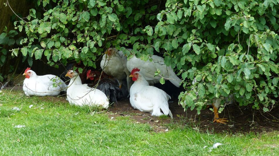 Hühnerausläufe bepflanzen – Tipps & Beispielpflanzen