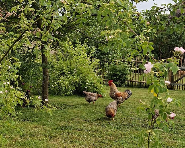 Bielefelder-Zwerg-Kennhühner, kennsperber