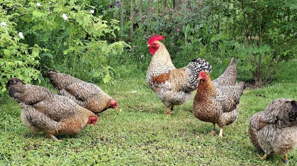 Bielefelder Zwerg-Kennhühner – junge Rasse mit rasanter Entwicklung