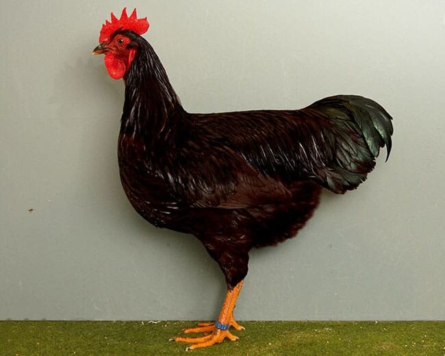 Zwerg-Rhodeländer_Hahn