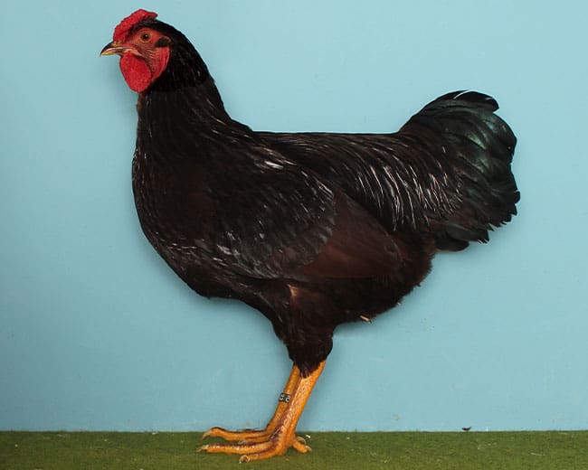 Zwerg-Rhodeländer_Hahn