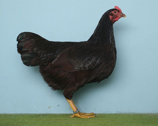 Zwerg-Rhodeländer_Henne