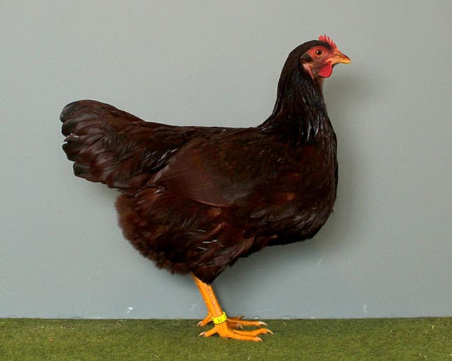 Zwerg-Rhodeländer_Henne